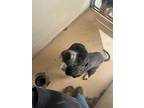 Adopt Jack Skellington a Black American Pit Bull Terrier / Mixed Breed (Medium)