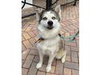 Adopt Tank a Tan/Yellow/Fawn - with White Siberian Husky / Pomeranian / Mixed