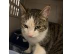 Adopt Marge a Brown Tabby Domestic Shorthair (short coat) cat in Sheridan