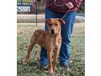 Adopt Brody a Red/Golden/Orange/Chestnut Golden Retriever / Australian Cattle