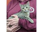 Adopt Brooke a Gray, Blue or Silver Tabby Domestic Shorthair (short coat) cat in