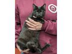 Adopt Ash a Black (Mostly) Domestic Shorthair (short coat) cat in Parsons