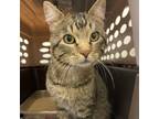 Adopt Ghoul a Tan or Fawn Tabby Domestic Shorthair (short coat) cat in Sheridan