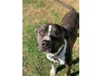 Adopt REBEL a Brindle Mixed Breed (Small) / Mixed Breed (Medium) / Mixed (short