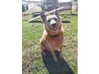 Adopt Shaggy a White Mixed Breed (Medium) / Lancashire Heeler / Mixed (short
