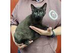 Adopt Briar a Gray or Blue Domestic Shorthair (medium coat) cat in Parsons