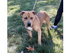 Adopt Rudolph a Brown/Chocolate Terrier (Unknown Type, Medium) / Mixed Breed