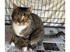 Adopt Itty Bitty a Gray, Blue or Silver Tabby Domestic Shorthair / Mixed (short