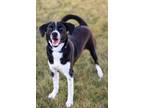 Adopt Winston a Black - with White Labrador Retriever / Mixed dog in Battle