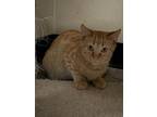 Adopt Allan a Orange or Red Domestic Shorthair / Mixed Breed (Medium) / Mixed