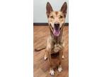 Adopt Sundae a Red/Golden/Orange/Chestnut Australian Kelpie / Mixed dog in