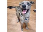 Adopt duke a Gray/Silver/Salt & Pepper - with White Catahoula Leopard Dog /