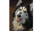 Adopt Kenai a Black - with White Husky / Collie / Mixed dog in Whitewater