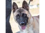 Adopt BamBam a Akita / Mixed dog in Tehachapi, CA (39909712)