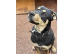 Adopt Buddy L a Rottweiler / German Shepherd Dog dog in Modesto, CA (40230262)