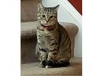 Adopt Zeppelin a Gray, Blue or Silver Tabby Domestic Shorthair (short coat) cat