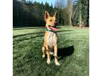 Adopt Luna a Tan/Yellow/Fawn Terrier (Unknown Type, Medium) / Mixed Breed