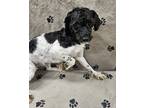 Adopt Vlad a Black Poodle (Miniature) / Mixed Breed (Medium) / Mixed (short