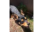 Adopt Prince a Black - with Tan, Yellow or Fawn Australian Kelpie / Miniature