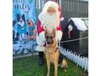 Adopt Shelby a Tan/Yellow/Fawn - with Black Belgian Malinois / German Shepherd