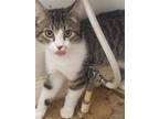 Adopt Comet a Brown Tabby Domestic Shorthair (short coat) cat in Stafford