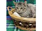 Adopt Chesney-FIV+ a Brown Tabby Domestic Shorthair / Mixed Breed (Medium) /