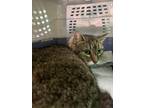 Adopt Obie a Brown Tabby Domestic Shorthair / Mixed Breed (Medium) / Mixed