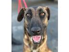 Adopt Saturn - Foster or Adopt Me! a Belgian Malinois / Mixed dog in Lake