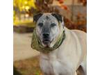 Adopt Sally a Tan/Yellow/Fawn Mixed Breed (Large) / Shar Pei / Mixed dog in