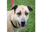 Adopt Sadie a Tan/Yellow/Fawn Mixed Breed (Large) / Shar Pei / Mixed dog in