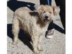 Adopt Angel a Tan/Yellow/Fawn Wheaten Terrier / Mixed dog in Bandera