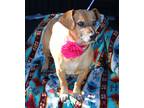 Adopt Ginger a Tan/Yellow/Fawn Dachshund / Beagle / Mixed dog in Brattleboro