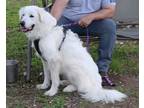 Adopt Athena a White Great Pyrenees / Mixed dog in Minneapolis, MN (40219814)