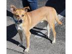 Adopt Monty a Tan/Yellow/Fawn - with White Australian Cattle Dog / Whippet /