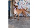 Adopt Vivi a Brown/Chocolate - with Black Mountain Cur dog in Opelousas