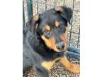 Adopt Mudskipper a Australian Cattle Dog / Australian Shepherd / Mixed dog in