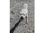 Adopt Jake a Dogo Argentino / Mixed Breed (Medium) / Mixed dog in WAYNESVILLE
