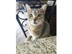 Adopt Miss Mini a Domestic Shorthair / Mixed (short coat) cat in Brigham City -