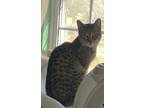 Adopt Sally a Brown Tabby Domestic Shorthair (short coat) cat in Greensburg