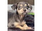 Adopt Mochi a Black - with Tan, Yellow or Fawn Miniature Pinscher / Cairn
