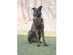 Adopt LANDO a Brindle Belgian Malinois / Mixed dog in Scottsdale, AZ (40218388)