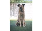 Adopt EVA a Tan/Yellow/Fawn - with Black German Shepherd Dog / Collie / Mixed