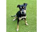 Adopt Gemma a Black - with Brown, Red, Golden, Orange or Chestnut Shar Pei /