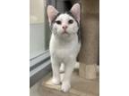 Adopt Hooper a White Domestic Shorthair / Mixed Breed (Medium) / Mixed (short