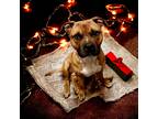Adopt Pickle Rick a Staffordshire Bull Terrier / Boxer / Mixed dog in El Dorado