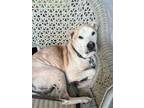 Adopt Bo a Tan/Yellow/Fawn Labrador Retriever / Shar Pei / Mixed dog in Miami