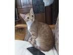 Adopt Loza a Spotted Tabby/Leopard Spotted Egyptian Mau / Mixed cat in