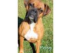 Adopt Missy a Tan/Yellow/Fawn Boxer / Mixed dog in Woodinville, WA (40188944)