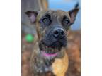 Adopt Sugar Boo a Brindle Staffordshire Bull Terrier / Mixed dog in Ocean