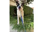 Adopt Brandi a White - with Black Border Collie / Australian Shepherd / Mixed
